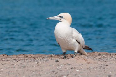 Birds of Nova Scotia