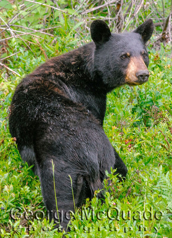 Black Bear