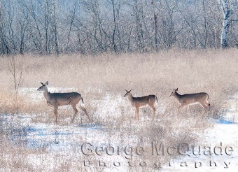 December Deer