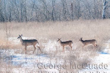 December Deer