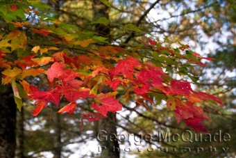 Fall Colours