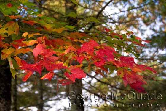 Fall Colours