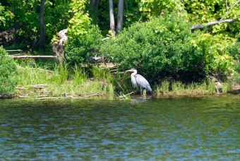 Great Blue Heron Bass Fishing