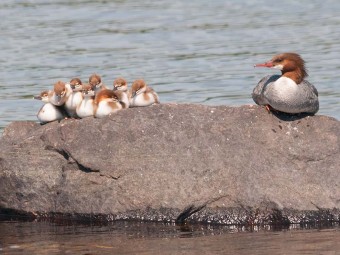 Merganser Ducklings