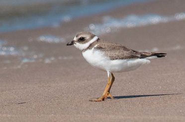 Piping Plover