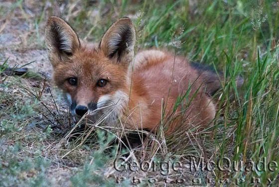 Fox Pups